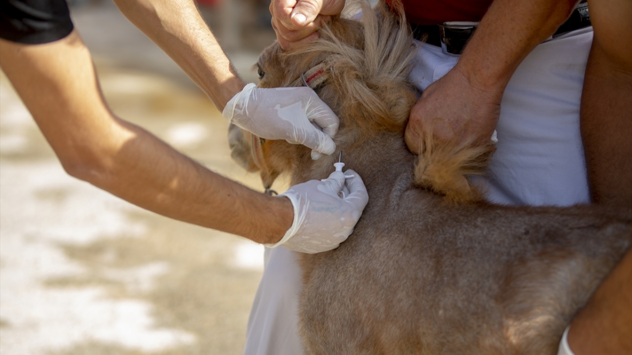 Veteriner hekim Hikmet İmran Önen da hayvanları sağlık taramalarından geçirdiklerini, ardından mikroçip uygulamasına başladıklarını ifade etti.