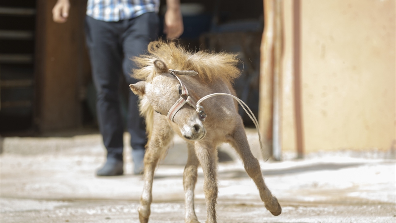 "Tek tıkla hayvanın her şeyini öğreniyoruz"