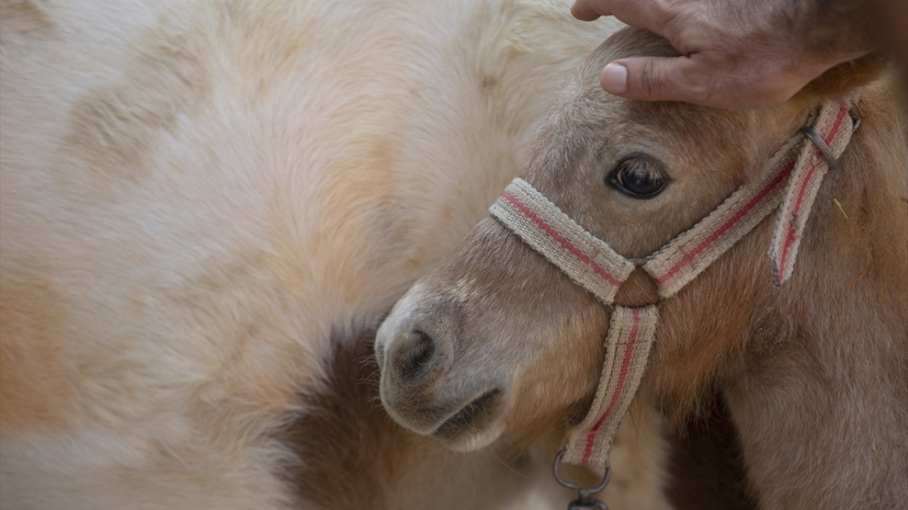 Büyükbaş hayvanlarda bir, iki liraya küpe takıldığını anlatan Önen, şunları kaydetti: