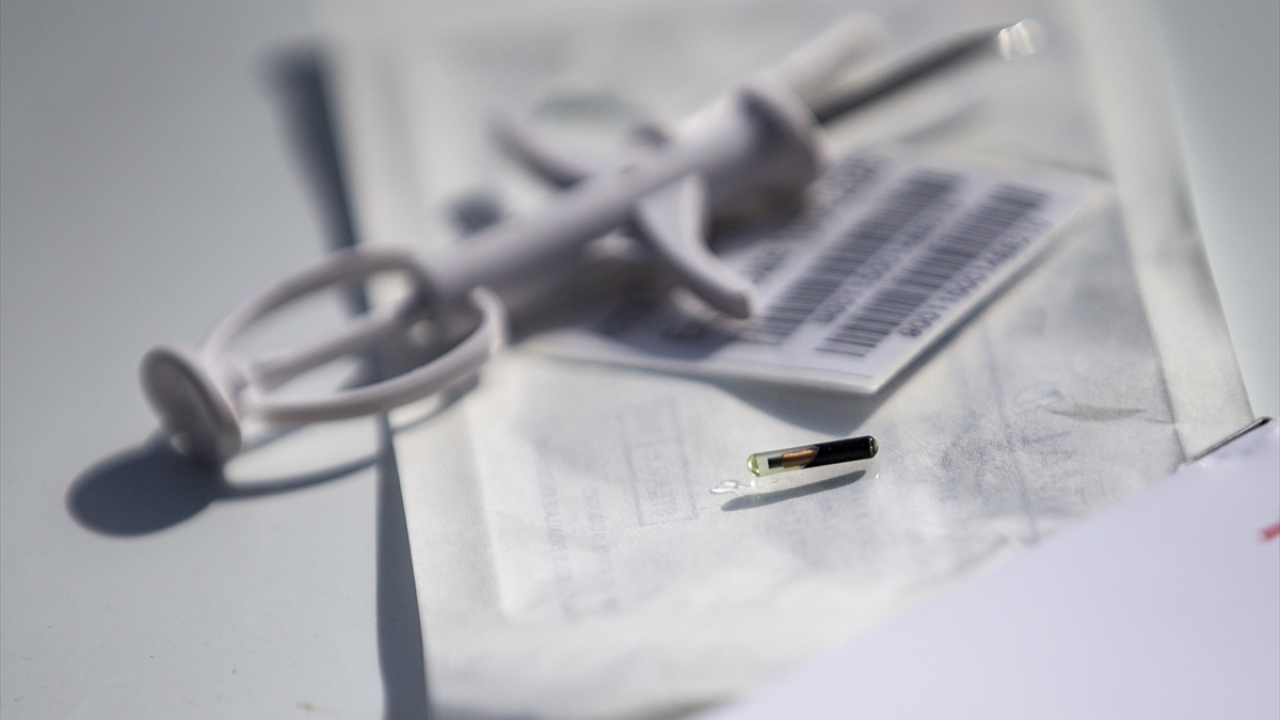 Çiftlik sahibi Mehmet Ali Yalçın da ilk kez eşeklerine mikroçip takıldığını belirterek, "İlk etapta 100 tanesine yaptıracağım. Bize de mikroçip konusunda bir kolaylık verilmesini istiyoruz." dedi.