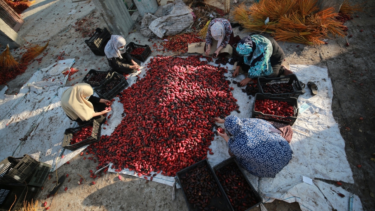Mesailerine hurmaları ayıklayarak başlayan kadınlar, temizledikleri hurmaları talebe göre ezme yapılması veya kurutmak için ayırıyorlar.