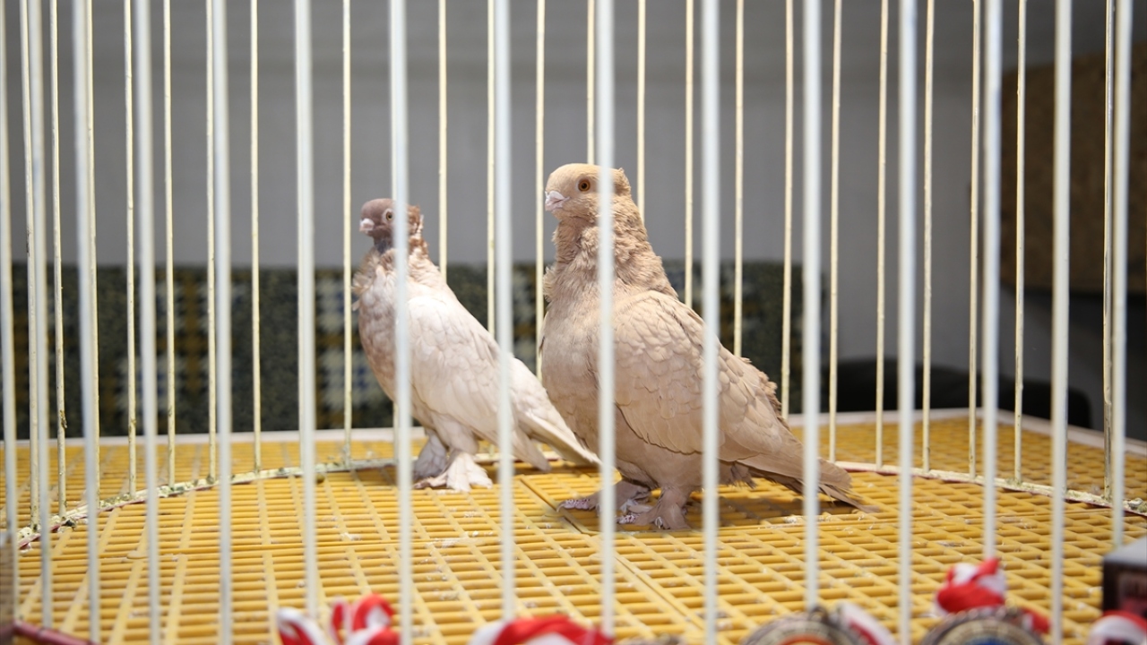 Gen ve tip özelliklerinin yanında kentin tarihi ve kültürünü de yansıtan bu güvercinlerin özel bir öneminin bulunduğunu, bunun tescil kararıyla pekiştirildiğini ifade eden Erkan, şöyle konuştu: