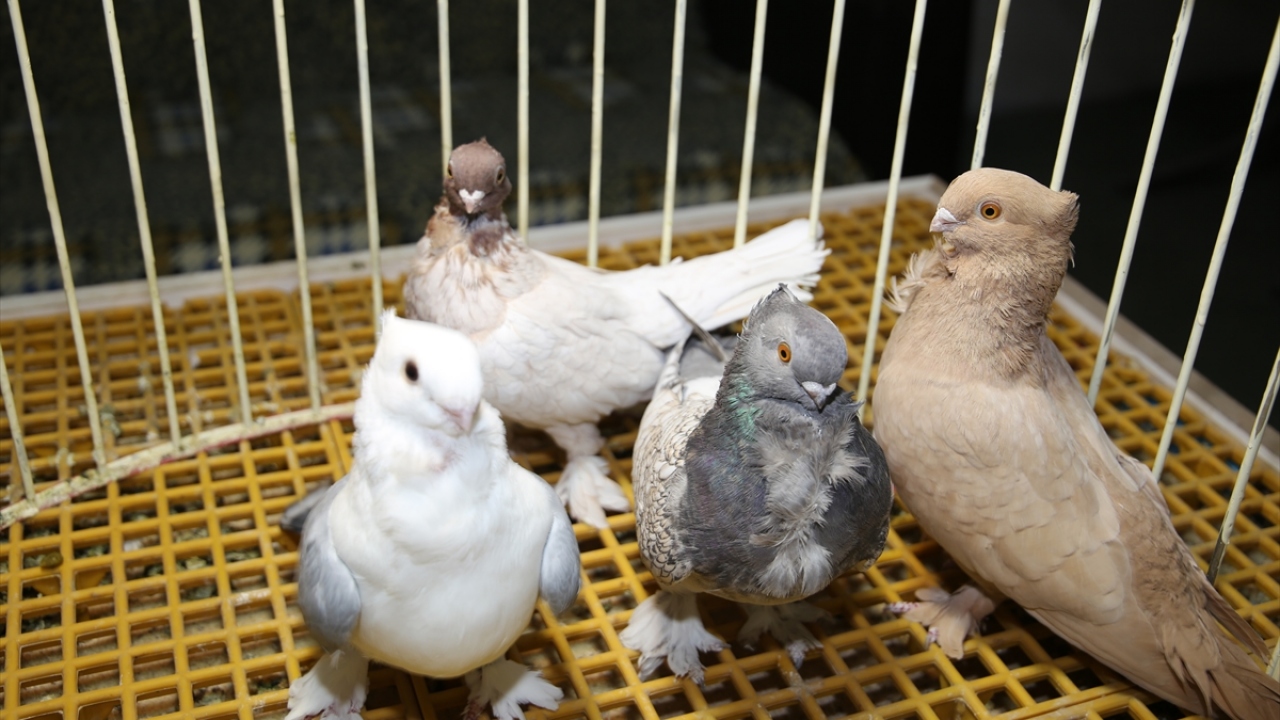 Emekli öğretmen Hüseyin Zabun da saraylarda hünkarlar tarafından beslenmesi nedeniyle Hünkari olarak adlandırılan bu kuşların Manisa`ya özgü olduğunu ifade etti. 