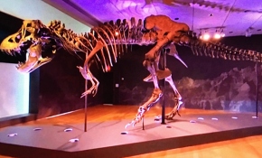 67 milyon yıllık dinozor iskeleti 27,5 milyon dolara satıldı