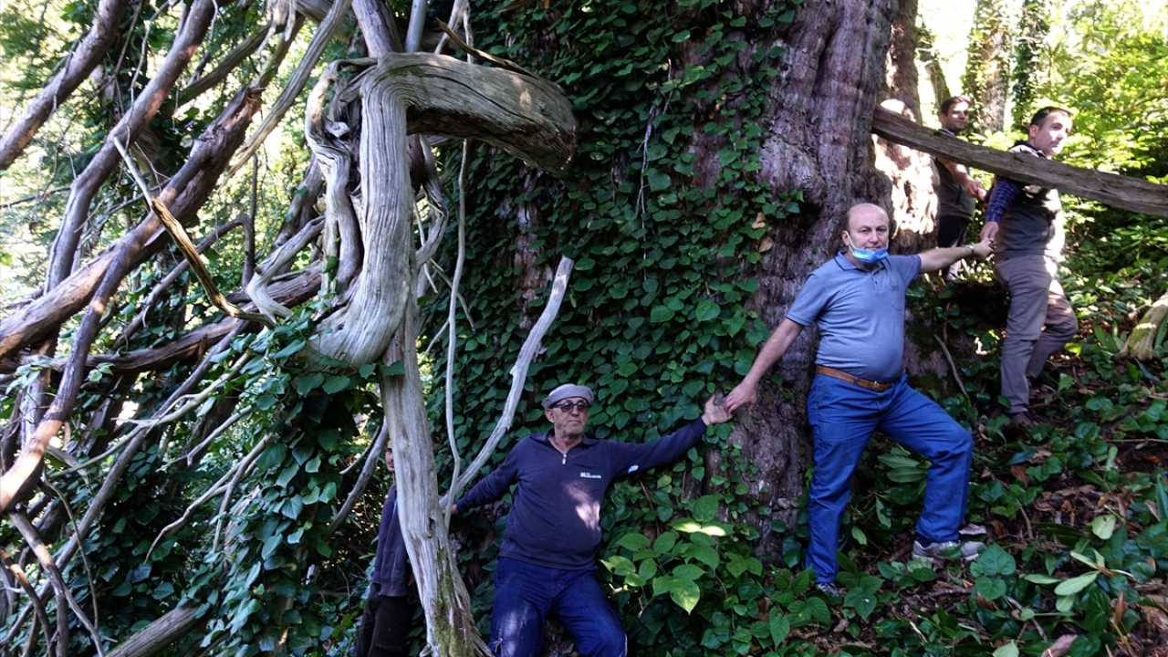 Doğal ortamında yaşayan ve 350 santimetre gövde çapıyla son derece nadir anıt ağaçlar arasında yer alan porsuk ağacı, bir süre önce Çevre ve Şehircilik Bakanlığınca anıt ağaç olarak tescil edilerek korumaya alındı.