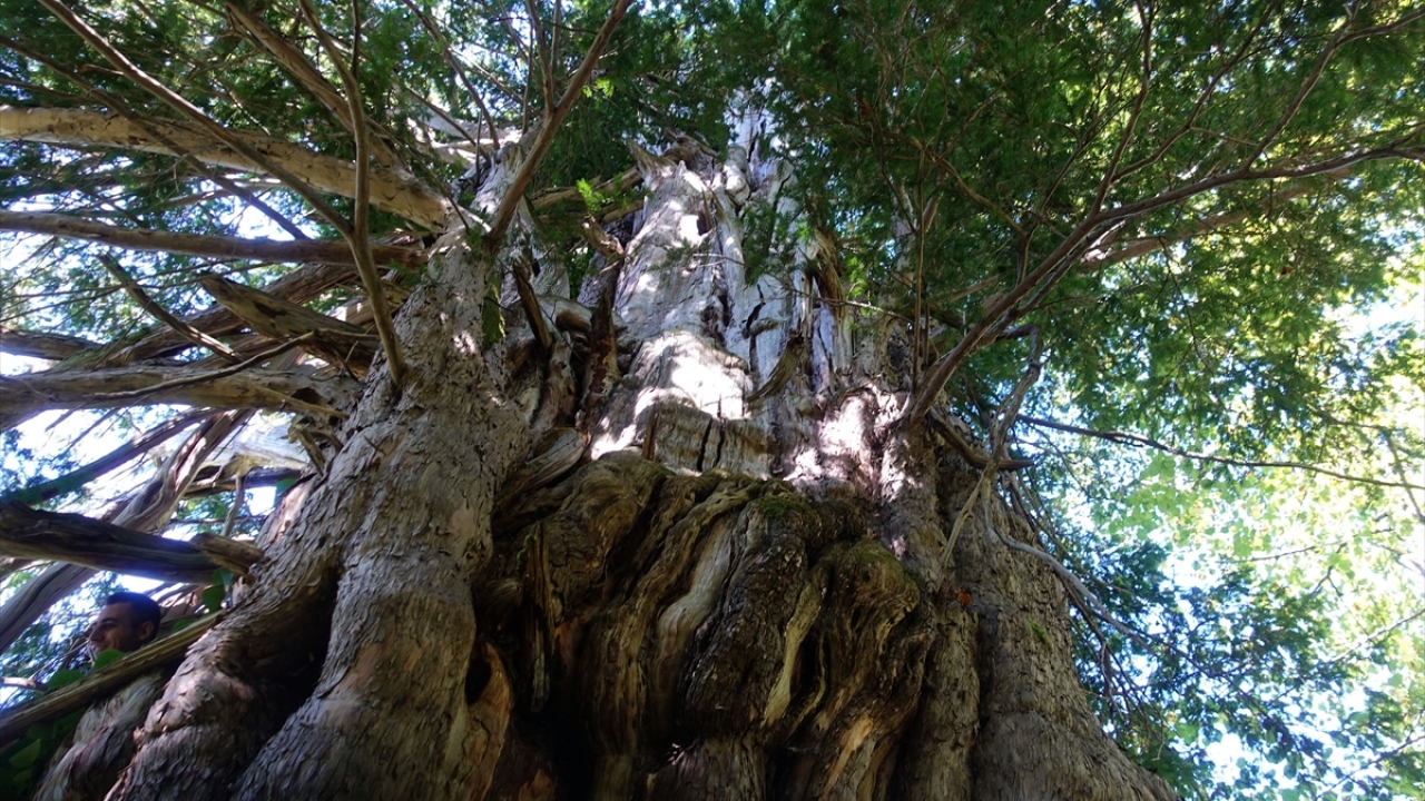 Artvin Çoruh Üniversitesi Orman Fakültesi Toprak İlmi ve Ekoloji Ana Bilim Dalı Öğretim Üyesi Prof. Dr. Aydın Tüfekçioğlu, vadiye gelerek ağaç ve çevresinde incelemelerde bulundu.