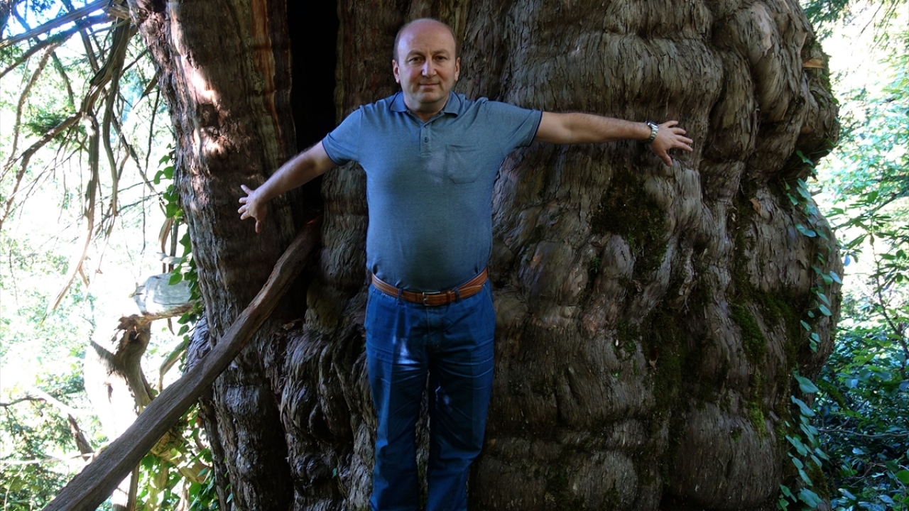 Zonguldak`ta bulunan 4 bin 116 yaşındaki porsuk ağacı