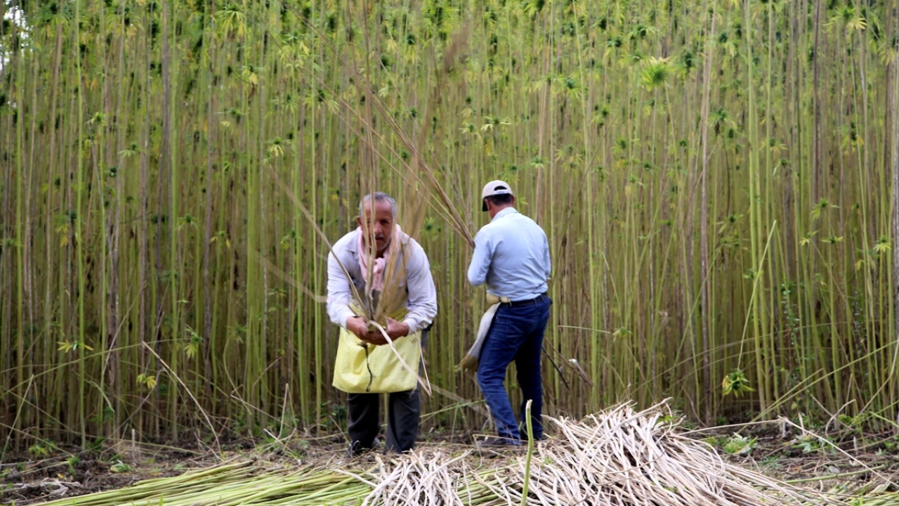 Hanönü ilçesinde 4 yıl önce kenevir tarımına başlayan Topuz, bu yıl 15 dekar alana ektiği ürününün hasadına başladı.