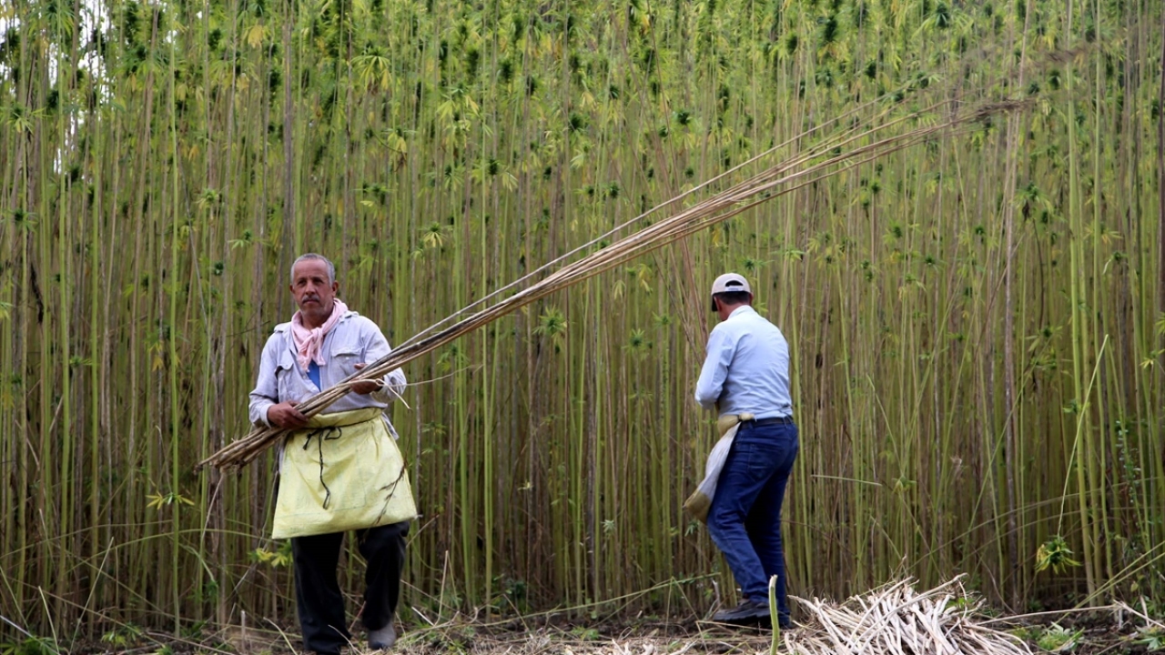 Ektiği kenevir ile çevre illerden aldıklarını dükkanında işleyen Topuz, çeşitli eşyalar yapıp aracı firma üzerinden ABD ve Kanada`ya satıyor.