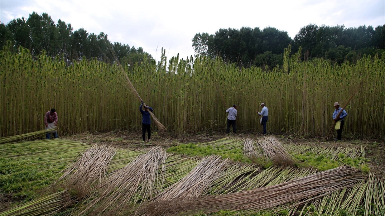 Topuz, yaptığı açıklamada, ilçede kenevir hasadının başladığını söyledi. 