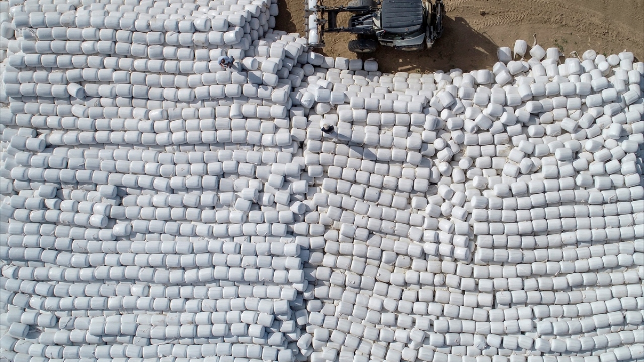 Hayvanların kışlık yem ihtiyacını karşılamak amacıyla bu yıl Köprü Mahallesi`nde deneme amacıyla ekilen silaj ve dane mısırın hasadına başlandı. 