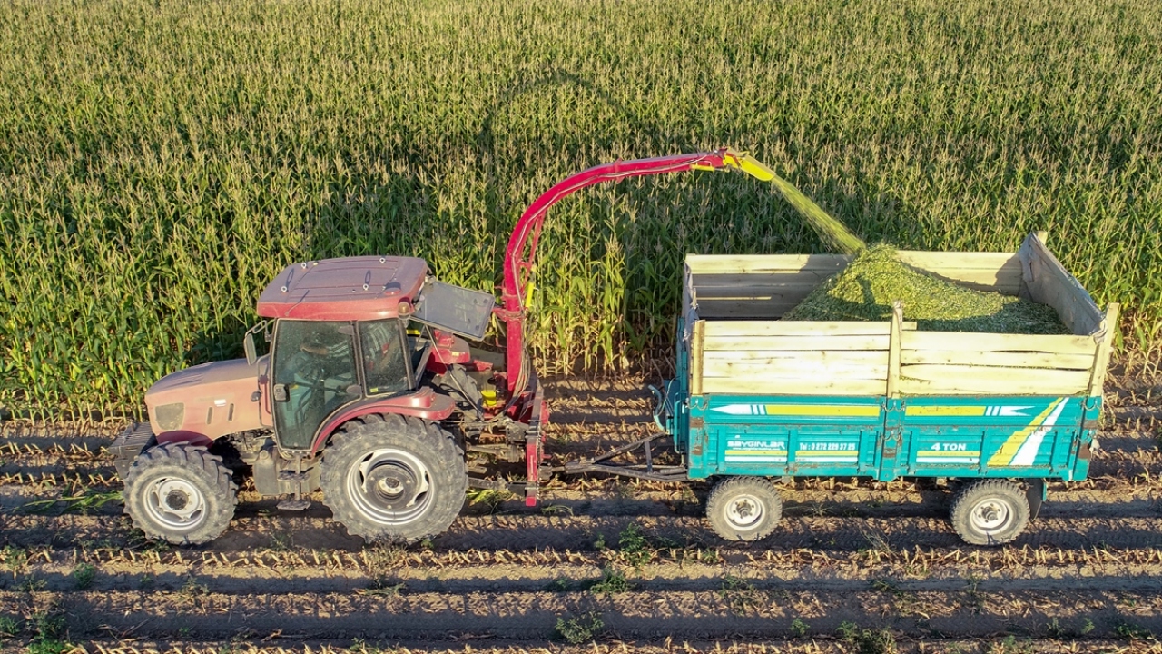 Dekar başına ortalama 5 - 8 ton ürün aldıklarını belirten Yaşar, şöyle konuştu: