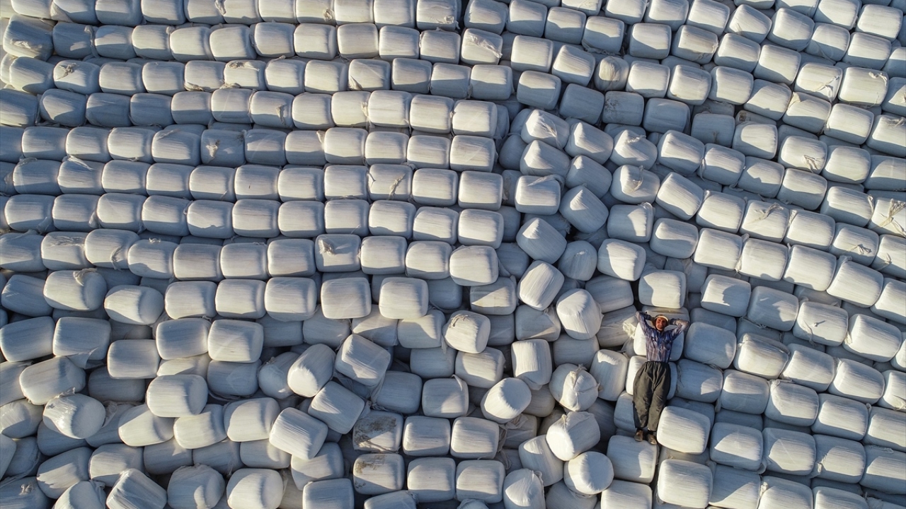Yeni geliştirilen makinelerle topraktan sökülen mısırlar, paketlenerek satışa hazır hale getiriliyor.