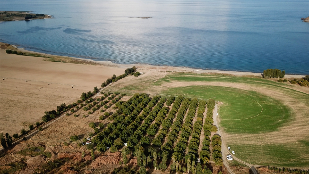 Geleneksel yöntemler kullanılarak hasadı yapılan, büyüklüğü, lezzeti, ince kabuğu ve verimliliğiyle ön plana çıkan cevizler, zahmetli bir sürecin ardından tüketiciye ulaşıyor.