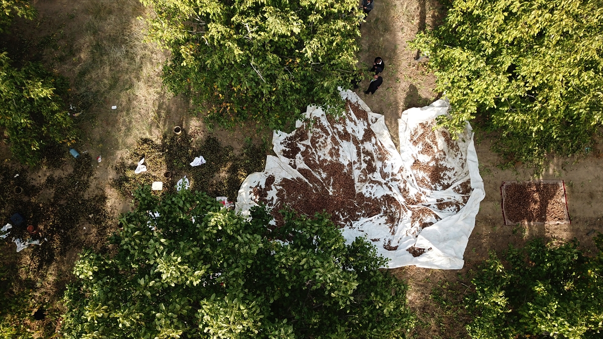 Dallarından koparıldıktan sonra dış kabuğundan ayrılan ve uygun ortamlarda bir süre kurutulan cevizler, ilçe ekonomisine de önemli katkı sunuyor.