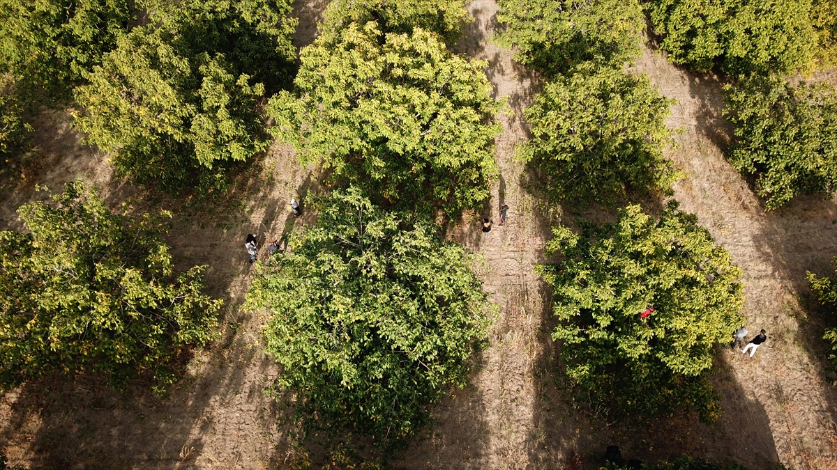 Hasada katılan Tarım ve Orman İl Müdürü Rıfat Çelik, gazetecilere yaptığı açıklamada, kentin en önemli marka değerlerinden birinin ceviz olduğunu söyledi.