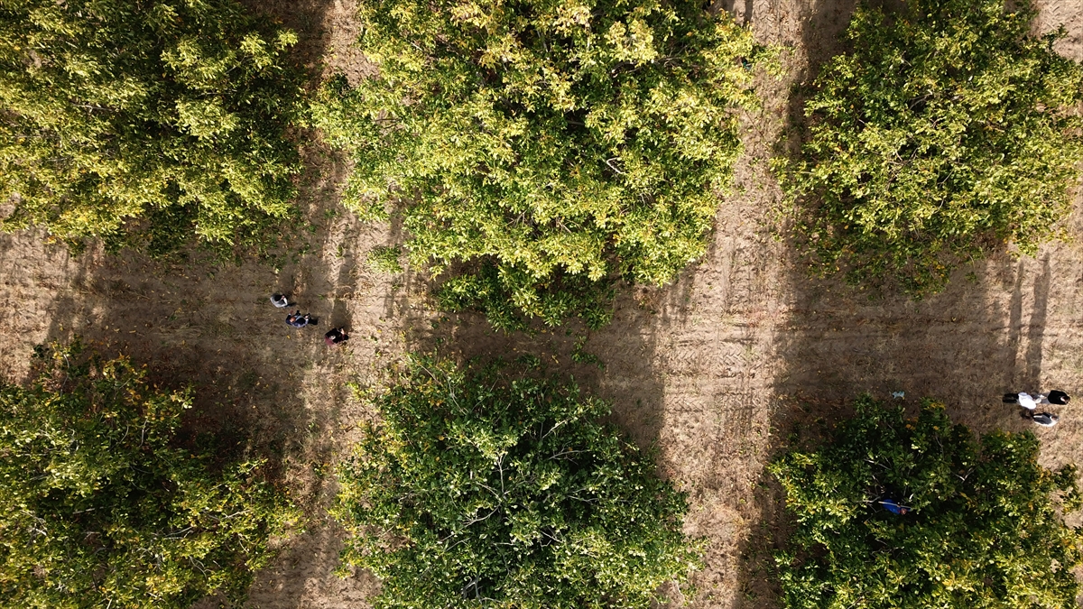 Bu yıl ceviz hasadından yüksek rekolte beklediklerini belirten Çelik, şunları kaydetti: