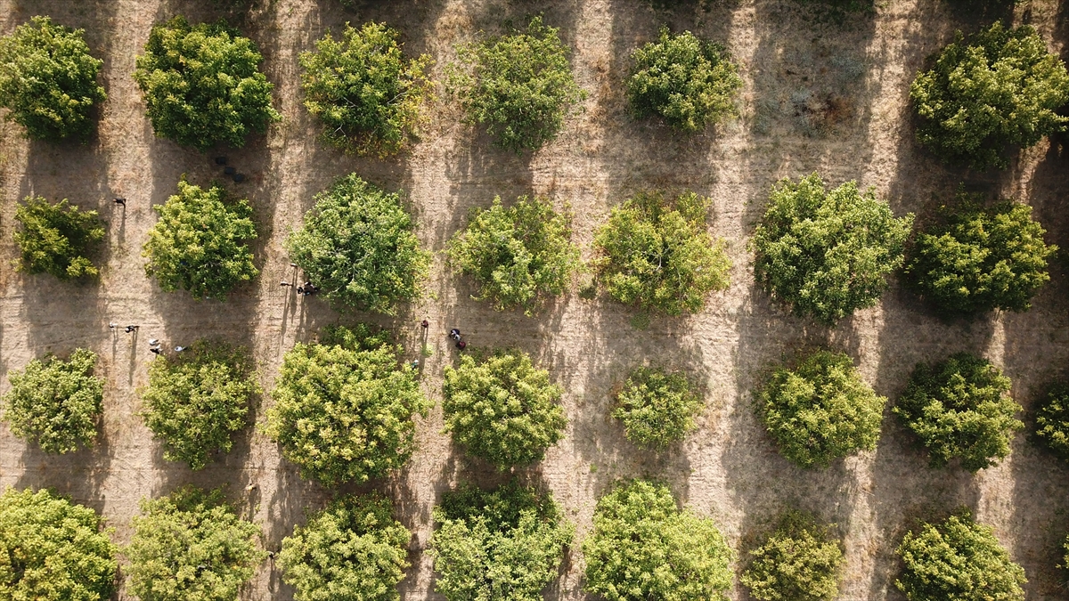 Ceviz üretimin yaygınlaşması için çeşitli çalışmalar başlattıklarını anlatan Çelik, şöyle devam etti: