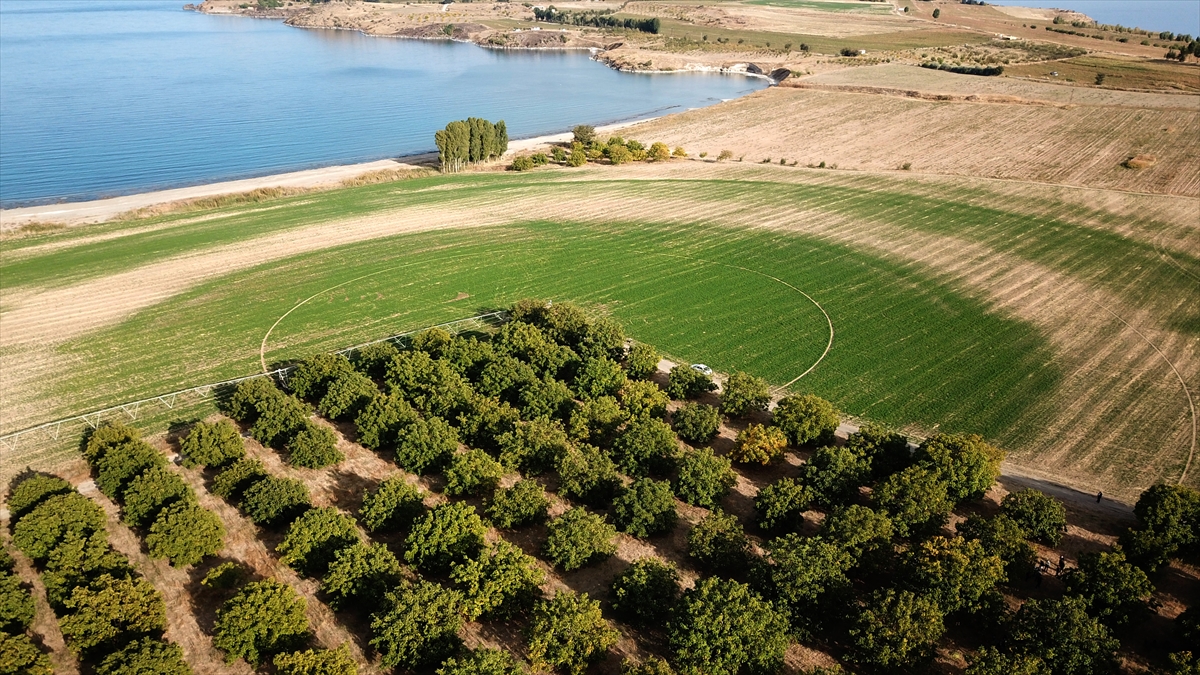 Üretici Mehmet Akkoyun ise 1800 rakımda üretim yaptıklarını belirterek bu yıl verimli bir sezon geçirmenin mutluluğunu yaşadıklarını dile getirdi. 