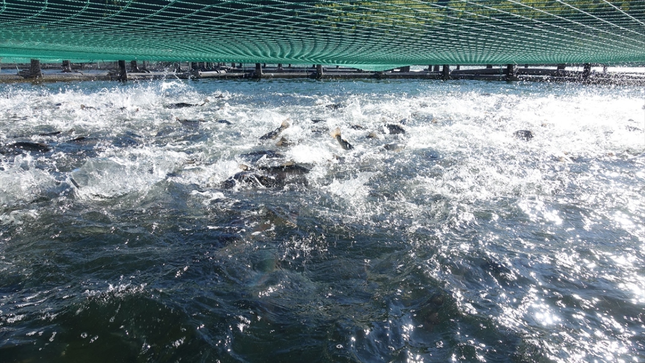 Kafes balıkçılığının sabır ve emek gerektirdiğini söyleyen Biberoğlu, 8-10 gramlık yavru balıkları 3-4 kilograma ulaştırmak için yaklaşık 8 ay yetiştirdiklerini, sonra da siparişe göre sattıklarını dile getirdi.