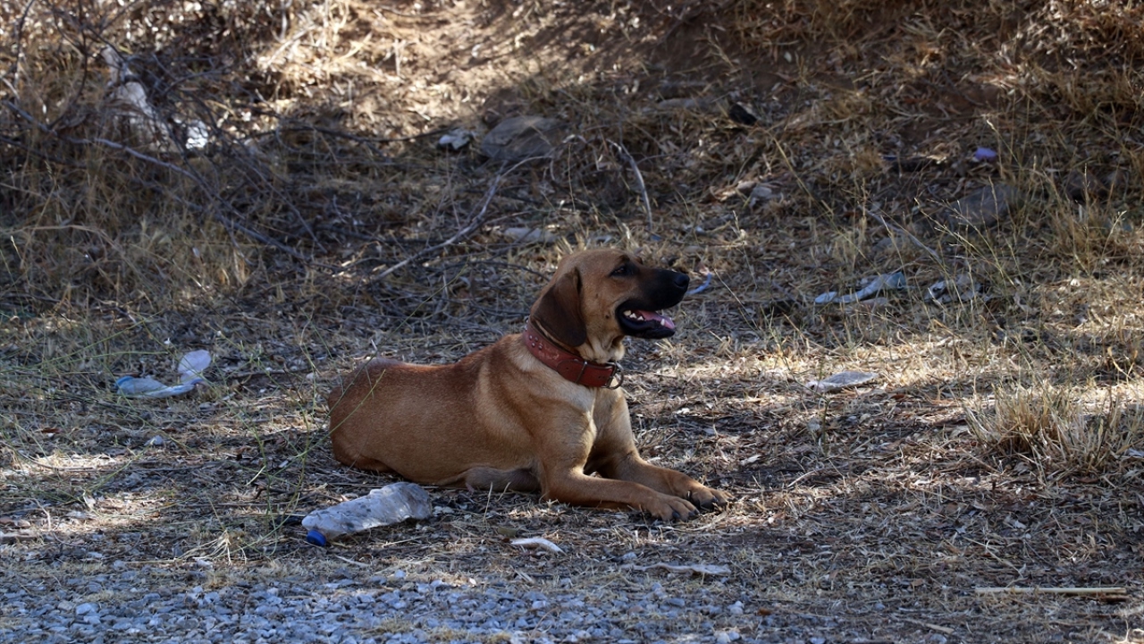 1,5 saat süren çalışmalar sırasında anne köpeğin bir an olsun bölgeden ayrılmaması dikkati çekti.