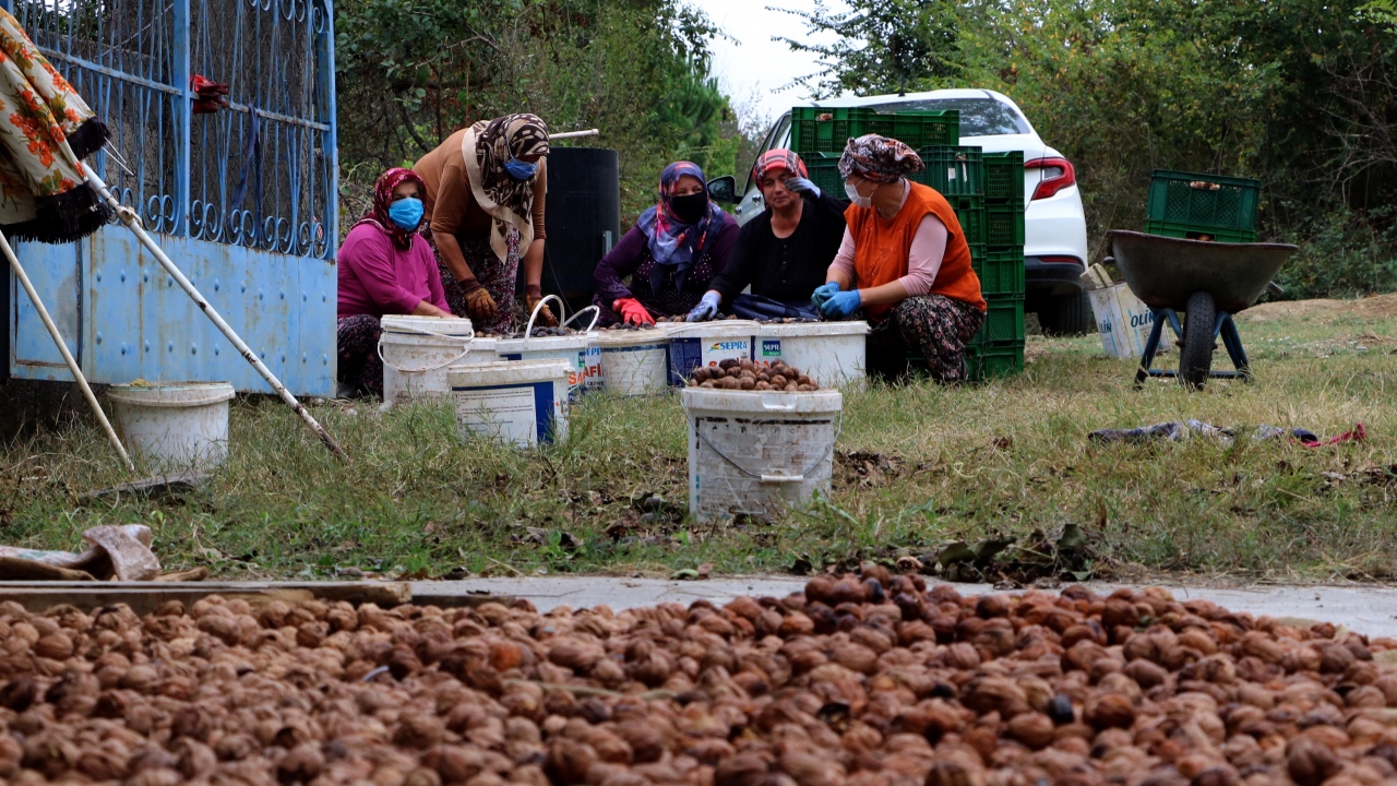 Cevizler daha toplanmadan satılıyor