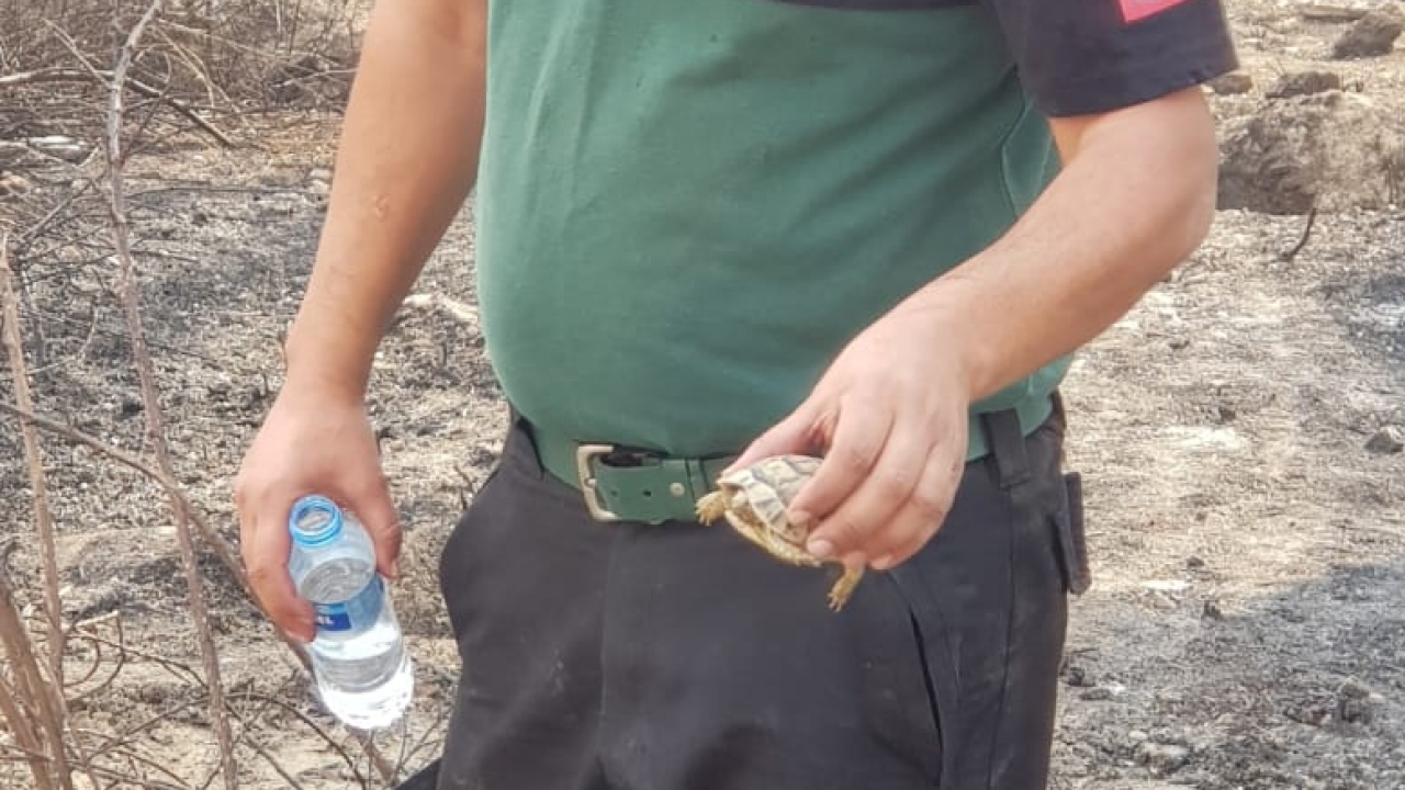 "Kaplumbağaya can suyu"