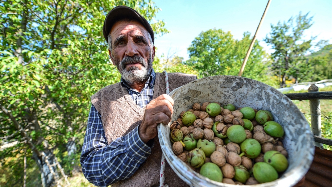 Evdeki işlerinden arta kalan zamanlarını ceviz toplamaya ayıran köylüler, yaklaşık 10-15 metre yüksekliğe sahip ceviz ağaçlarına tırmanmak için tahta merdivenler ve ipler kullanıyor.
