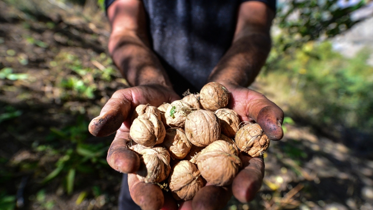 Köylüler, ellerindeki uzun sırıklarla dallara vurarak, toprağa ve yaprakların arasına düşen cevizleri kovalara dolduruyor. 