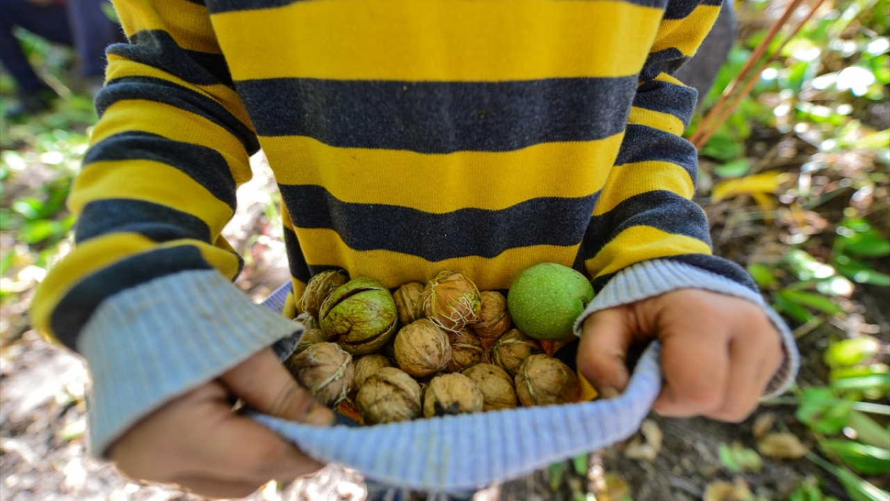 Gruplar halinde ve yardımlaşarak çalışan köylüler, cevizleri yeşil kabuğundan ayırarak evlerin toprak damlarında kuruması içi seriyor.