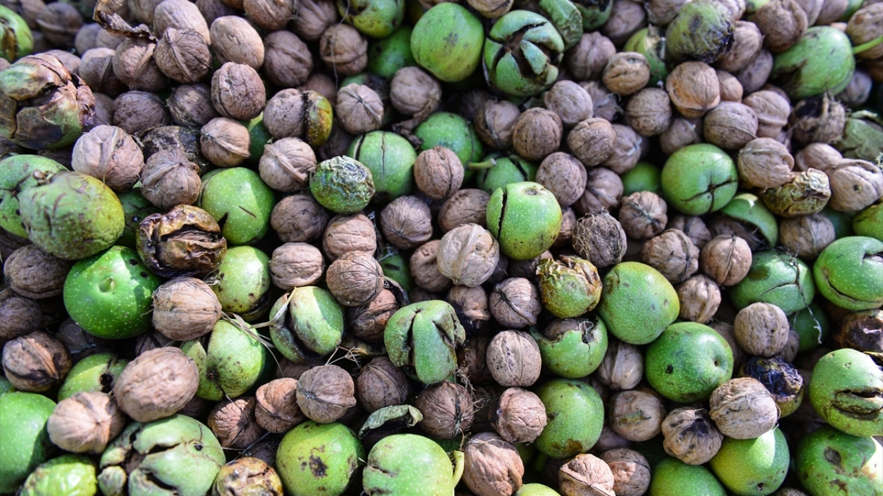 Güneşin karşısında yaklaşık bir hafta bekletilerek nemi alınan cevizler, paketlenerek çevre il ya da ilçelerde, toptan ya da perakende satışa sunuluyor. 