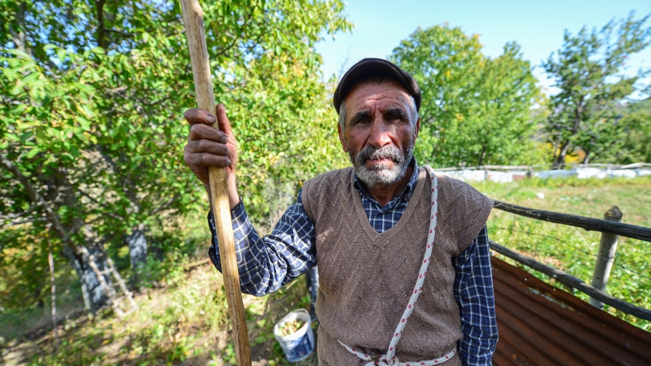 Pülümür ilçesine bağlı Çobanyıldızı köyünde yaşayan Nuri Yıldız, yaptığı açıklamada, ceviz yetiştiriciliğinin zahmetli bir iş olduğunu söyledi.