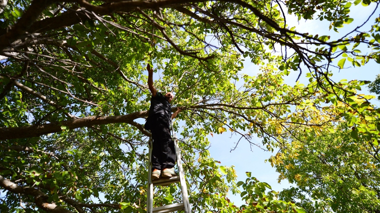 Köylüler, kış uykusuna yatmadan önce yağ depolamak için yiyecek arayan boz ayıların cevizlere zarar vermemesi için de geceleri nöbet tutuyor.