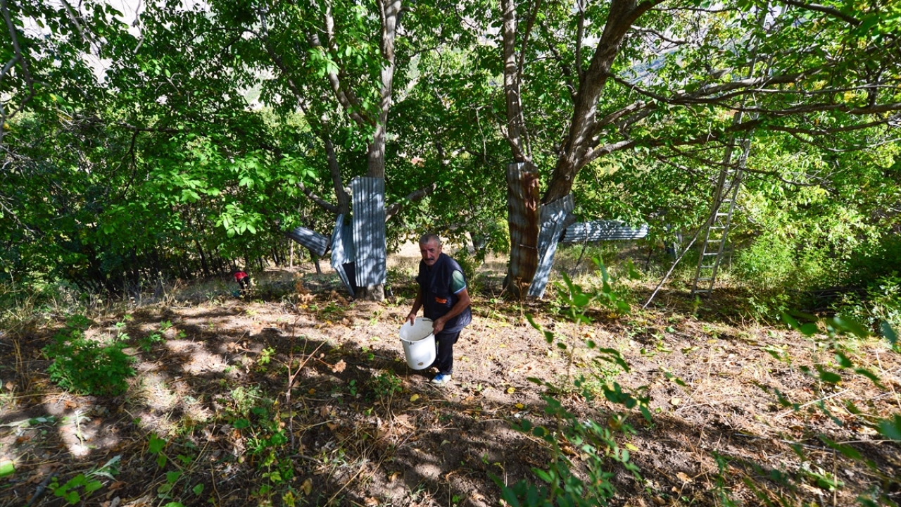 Sonbaharla cevizlerin hasat döneminin geldiğini belirten Yıldız, ekmek kapısı olan cevizlerin, babası ve dedesi zamanında ekildiğini dile getirdi.