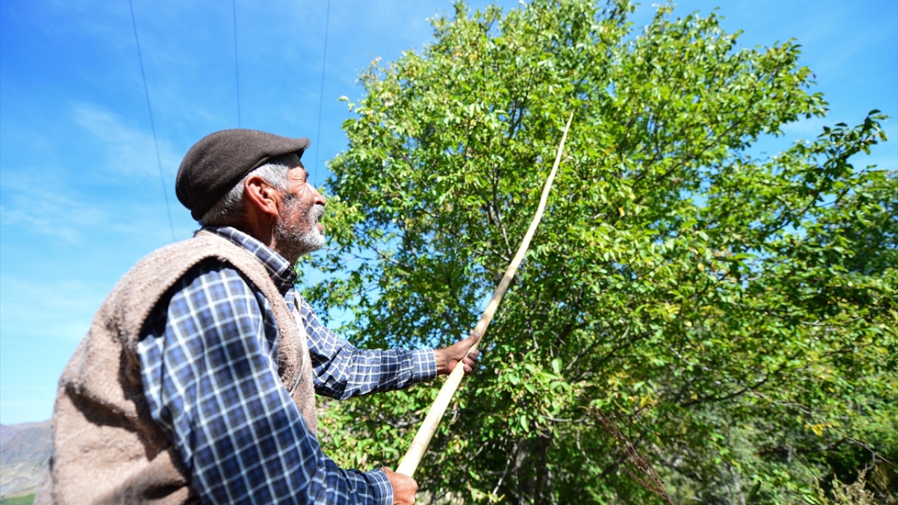  "Bir teneke ceviz 250 liraya satılıyor"