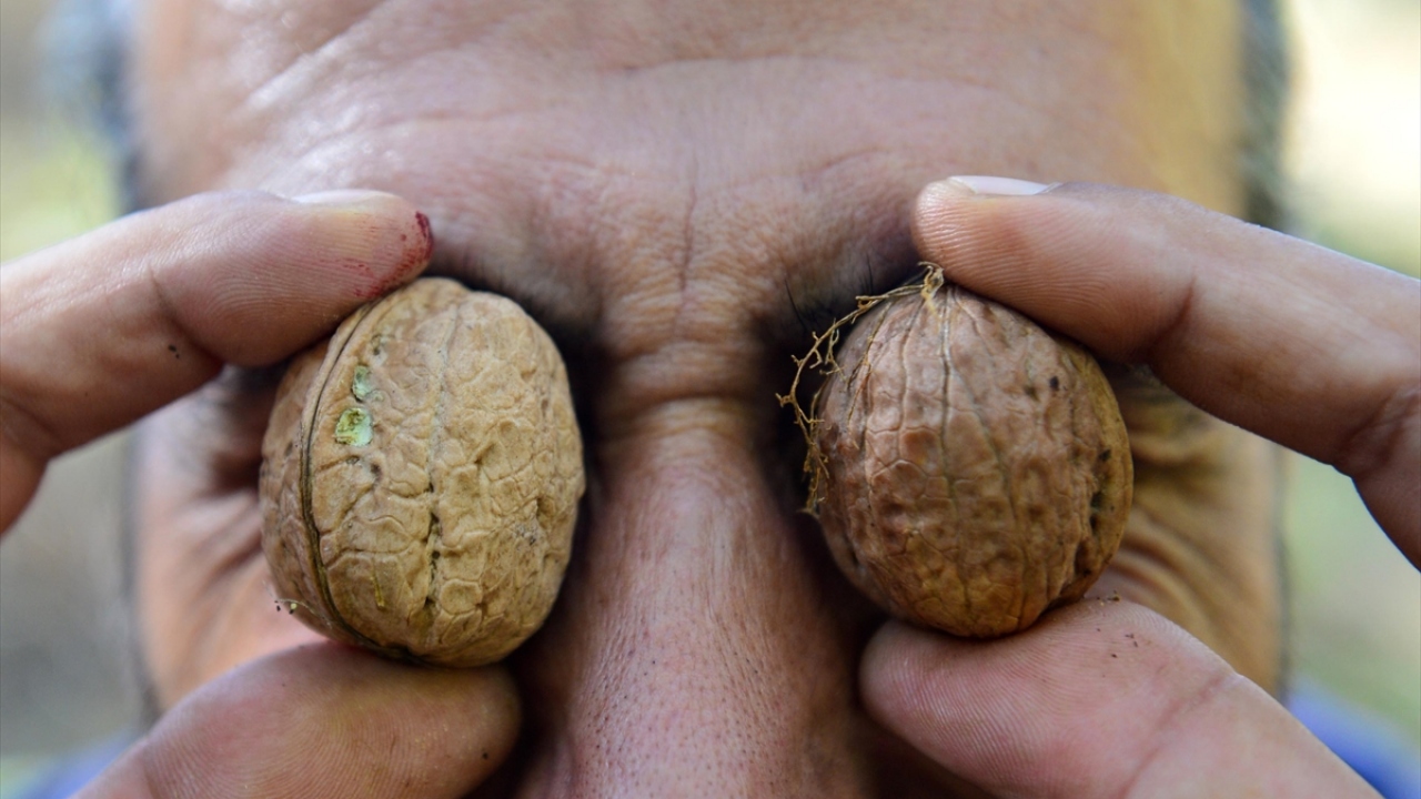 Kabuğunun ince ve doluluk oranının fazla olması sebebiyle kilosu 35 liradan alıcı bulan Tunceli cevizi, yörede yapılan geleneksel tatlılara da ayrı bir lezzet katıyor.