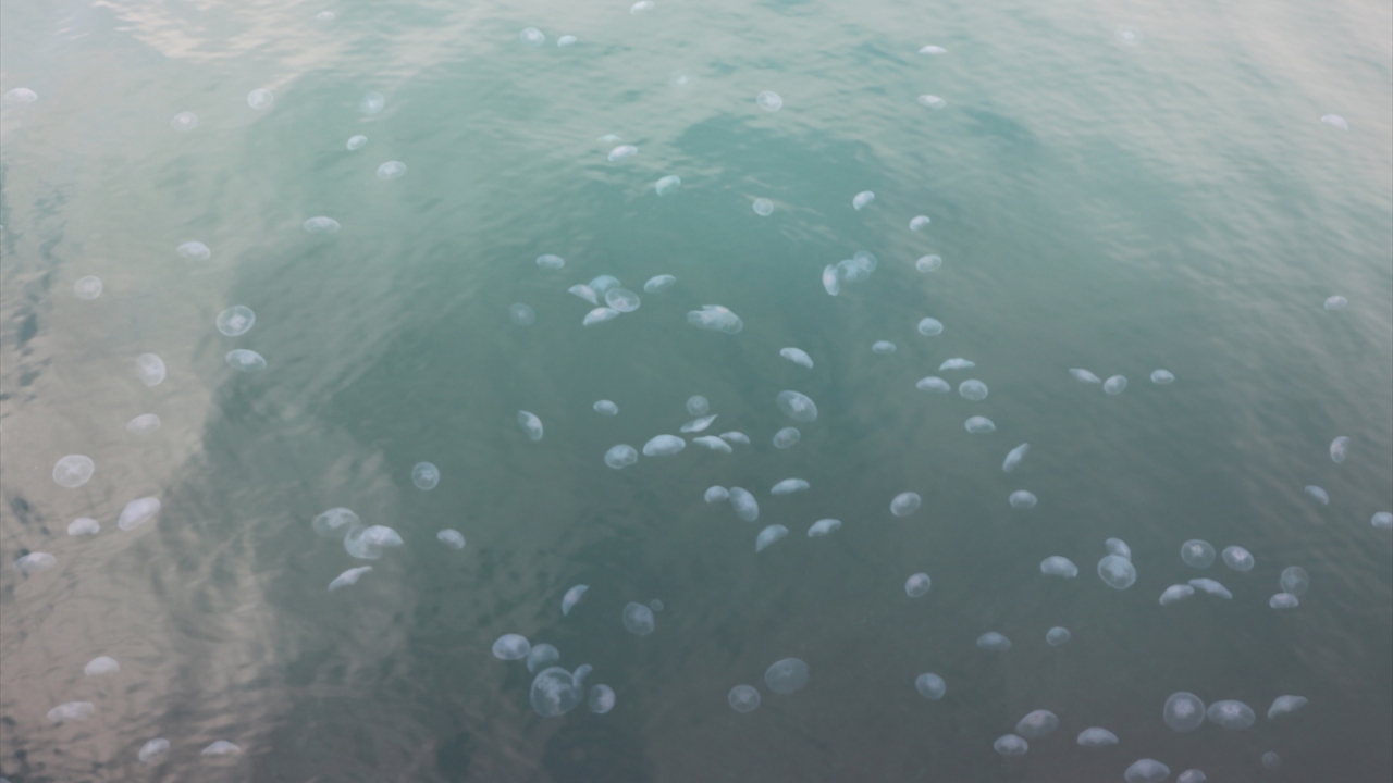 Tekirdağ Süleymanpaşa kıyı şeridinde yürüyen vatandaşlar deniz yüzeyini kaplayan denizanalarıyla karşılaştı.