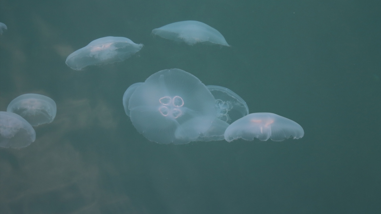 Bazı vatandaşlar bu durumu cep telefonu kameraları ile kaydetti.