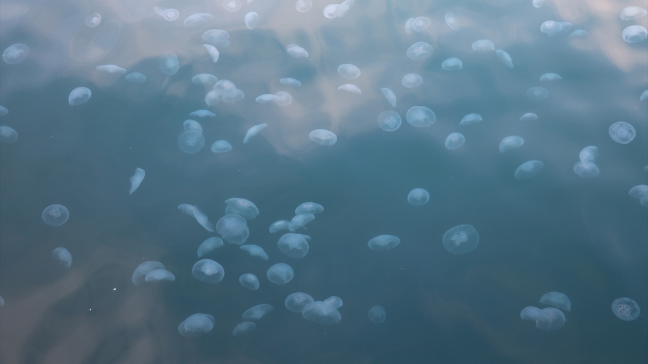 Şirin, denizanalarına dokunulmaması gerektiği uyarısında bulundu.