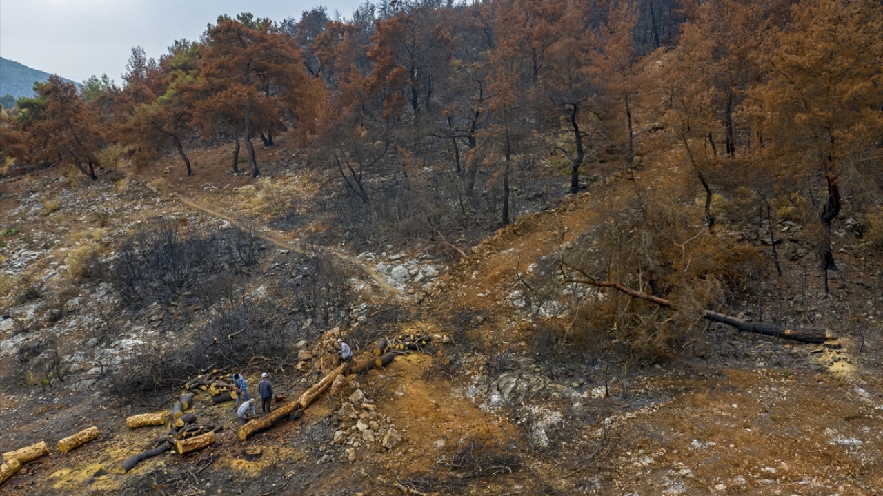Yaz aylarında çıkan orman yangınları nedeniyle zarar gören alanların yeniden yeşile bürünmesi için çalışmalara başlandı.