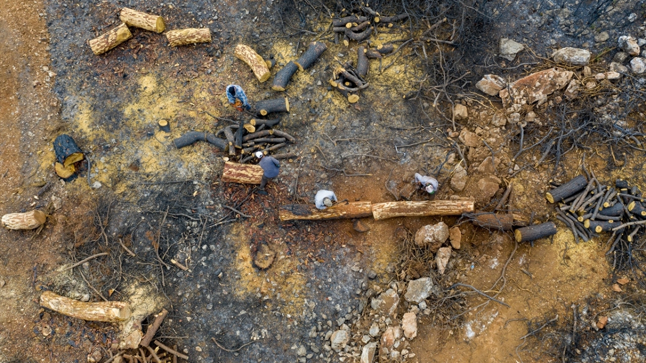 Alevlerde zarar gören ormanlık alanlar her yıl olduğu gibi dikilecek yeni fidanlar için hazırlanıyor.