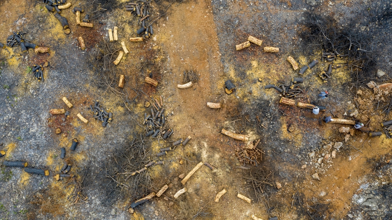 İzmir Orman Bölge Müdürlüğü ekipleri de sorumluluk alanı olan İzmir ve Manisa`da, bu seneki yangınlarda zarar gören alanlarda yoğun bir çalışma yürütüyor.