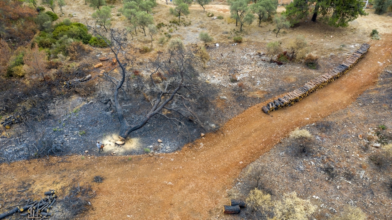 Bu kapsamda ilk olarak ormanda kesilmesi gereken ağaçların, doğal denge göz önünde bulundurularak düzenlenmesi yapıldı. 