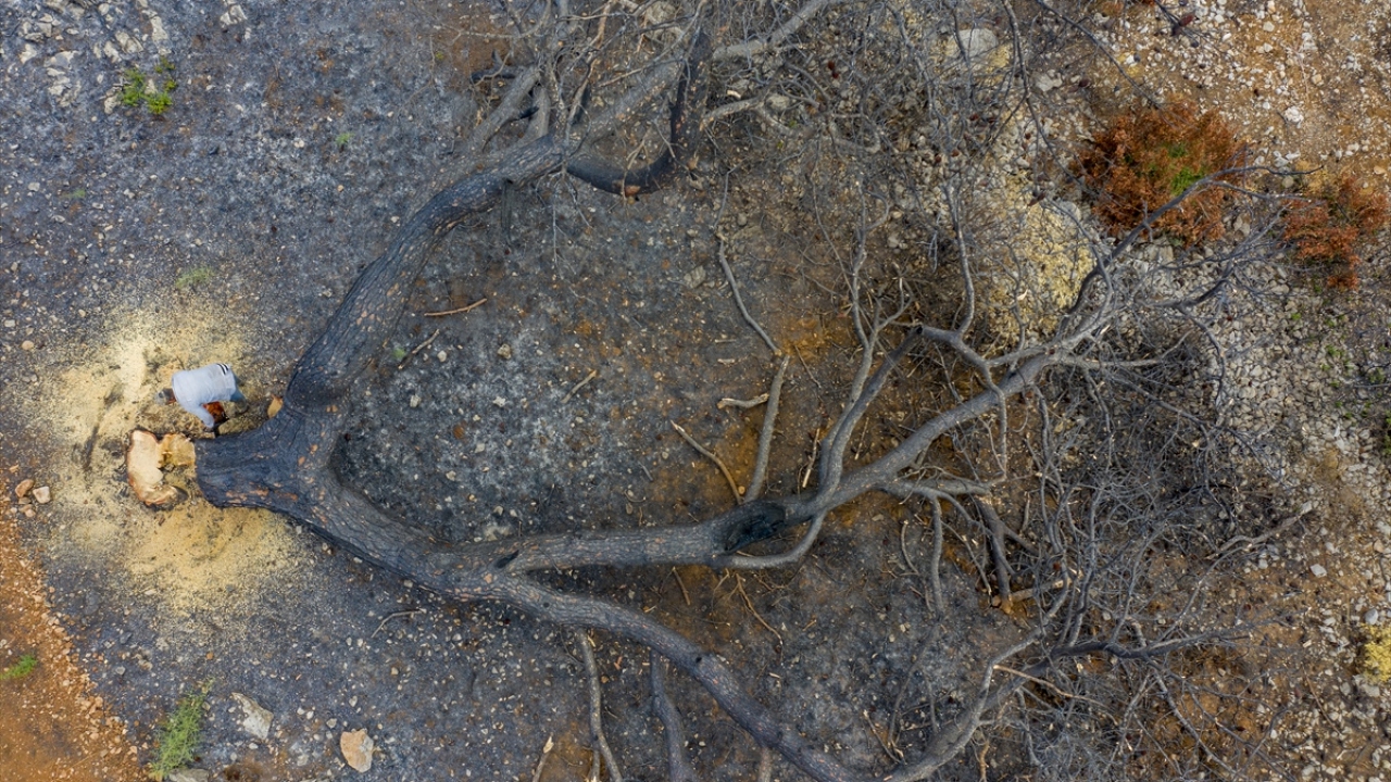 Ardından kesilmesi gereken ağaçlar ile alevlerden az zararla kurtularak yaşamlarını sürdürebilecek ağaçlar tespit edildi.