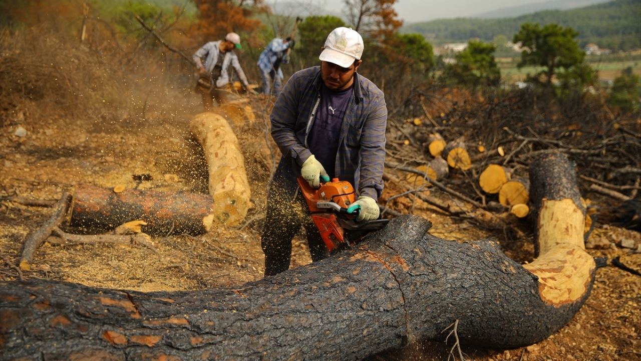 Kesimin tamamlanmasının ardından ağaçlar Orman Bölge Müdürlüğünün depolarına taşınacak ve satışa çıkartılacak. 
