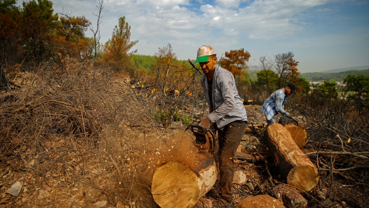 Ekipler, ağaçların ekonomik değerinin düşmemesi için ağaç kesimini, zararlı böcekler ağaca ulaşmadan tamamlama konusunda özel çaba sarf ediyor.