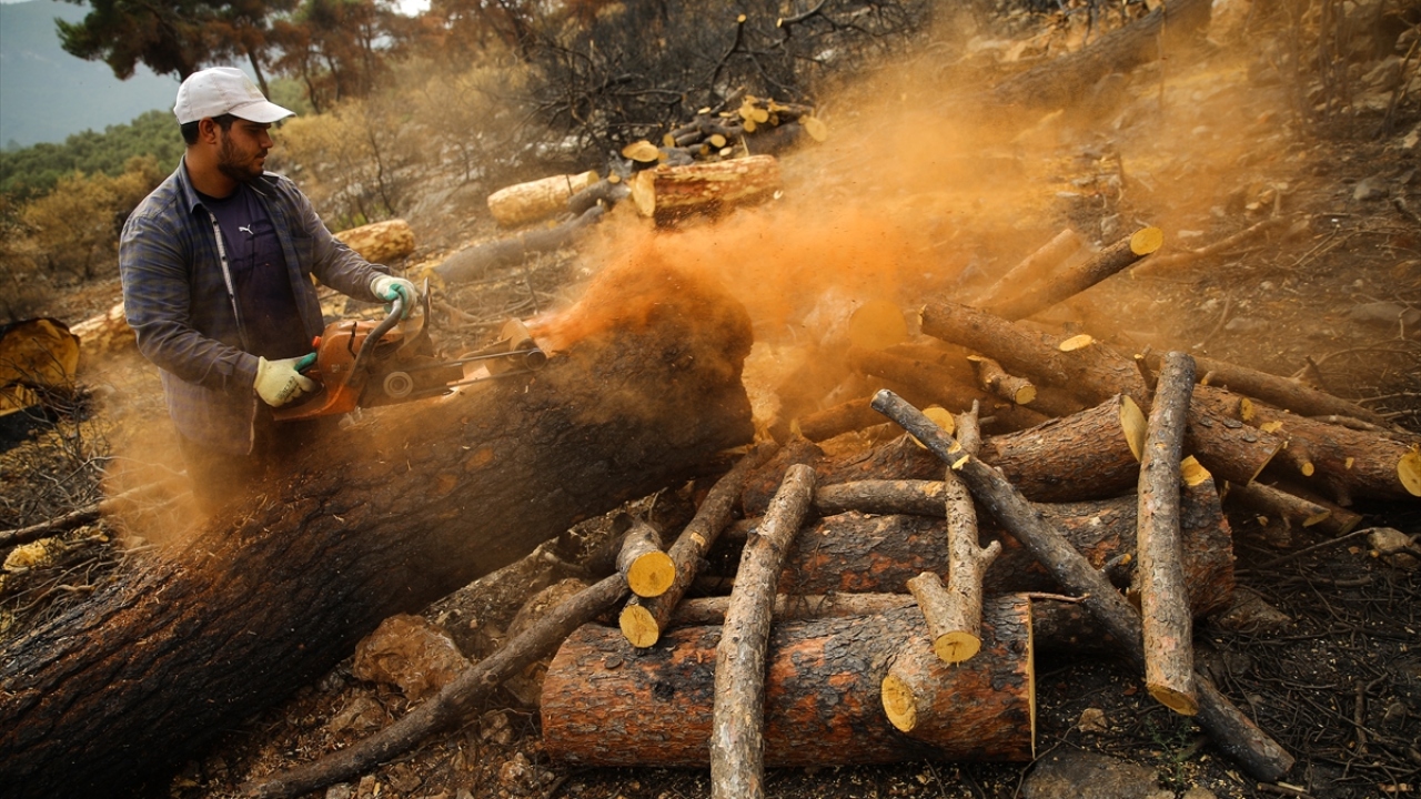 Ağaç kesimi tamamlanan bölgelerde toprak üstü temizlenerek, toprak, dikim için hazırlanmaya başlanıyor. 
