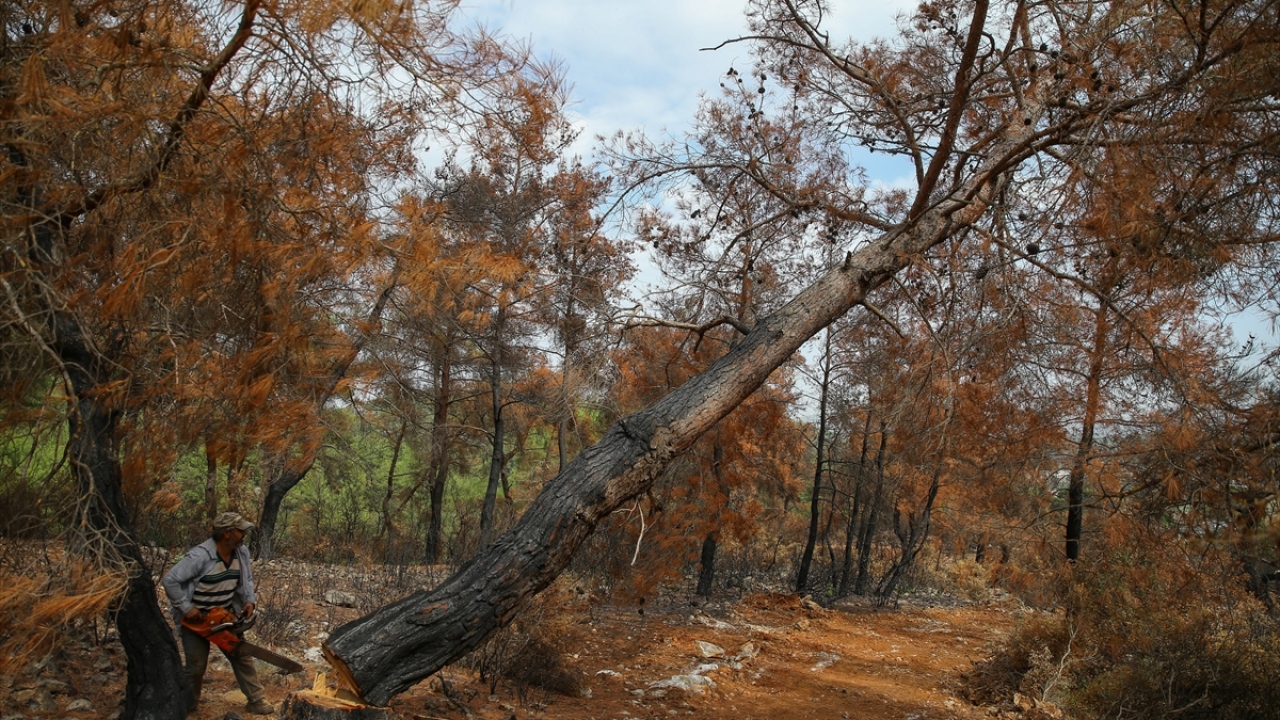6 milyon fidan yeşerecek