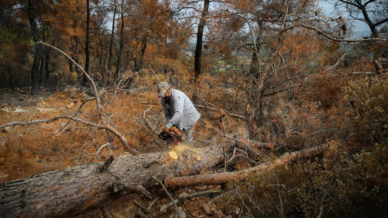 Yol ve yangın emniyet şeritlerinin olası yangınlar dikkate alınarak ağaçlandırılacağını ifade eden Derince, bu güzergahların da dayanıklı ağaç türleri olan servi, akasya, ahlat, zakkum gibi türlerle ağaçlandırılacağını kaydetti.