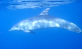 İzmir'de dalgıçlara yunus sürüsü eşlik etti